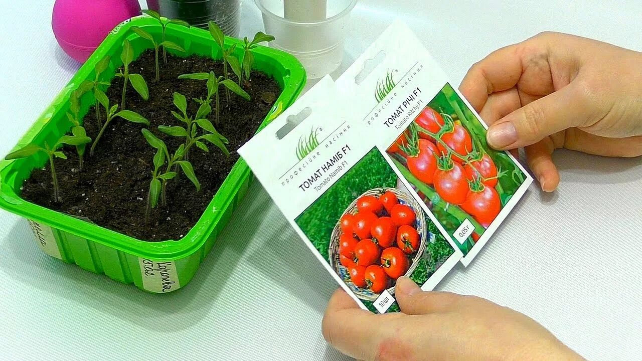Посеять томаты в апреле на рассаду. Томат Биоранж. Семена помидор на рассаду. Посев помидор на рассаду. Посадка томатов на рассаду.