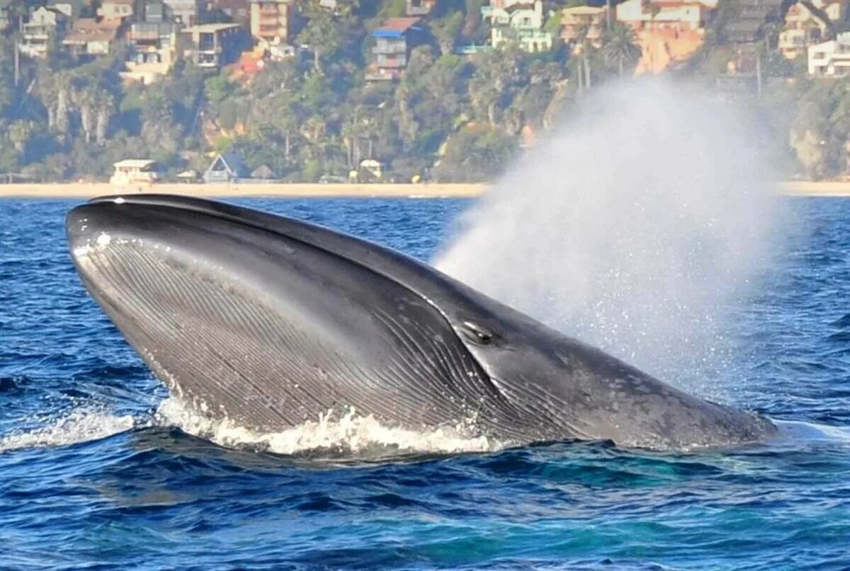 Голубой кит. Гренландский кит дыхало. Северный синий кит Balaenoptera musculus musculus. Блювал (голубой или синий кит).