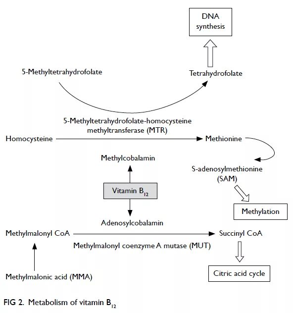 Метаболизм витамина b12. Схема реакции метаболизма витамина в1. Метаболизм витамина д в организме. Метаболизм витамина в12.
