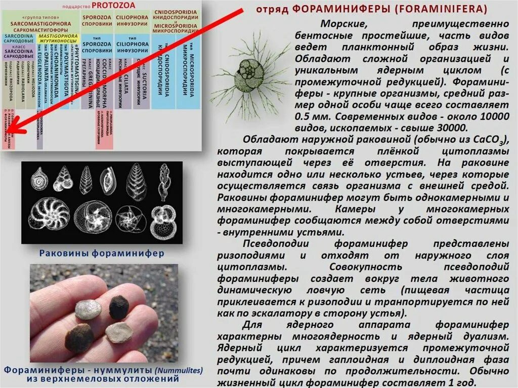 Несколько устьев