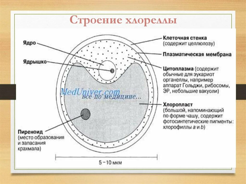 Строение хлореллы. Клеточная стенка хлрпеолы. Хлорелла строение. Хлорелла строение клетки. Хлорелла схема строения.