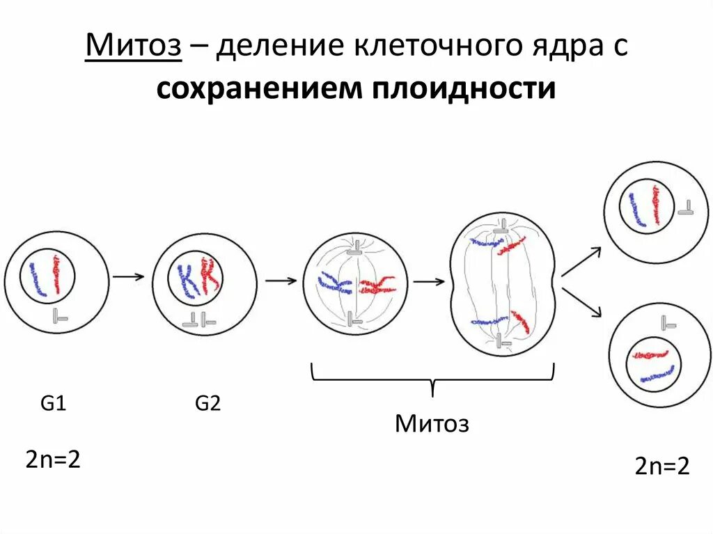 Что дает деление клетки. Деление клетки митоз схема. Стадии деления клетки митоз. Схема деления митоза. Этапы деления клетки митоз.