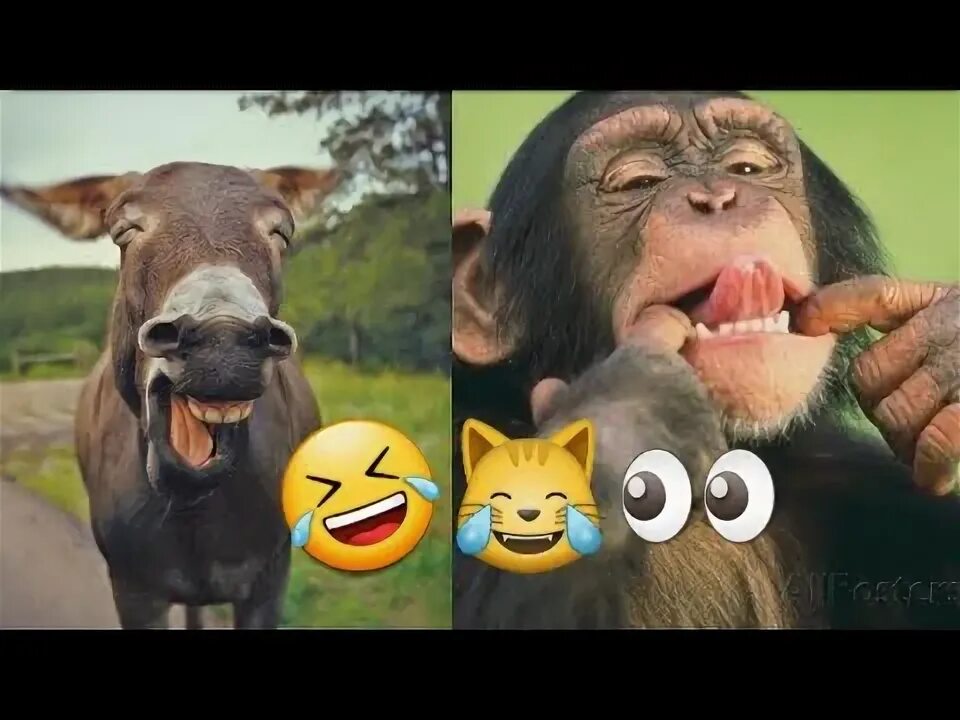 Tik tok kulgili videolar. Tik tok kulgili videolar. Tik tok kulgili videolar. Funny tik tok. Kulguli hazillar.