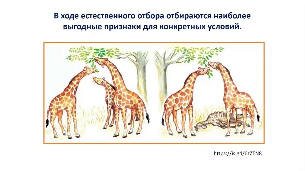 Естественный отбор примеры животных. Эволюционная изменчивость. мутационная изменчивость дарвин. естественный отбор иллюстрация. естественный отбор рисунок.