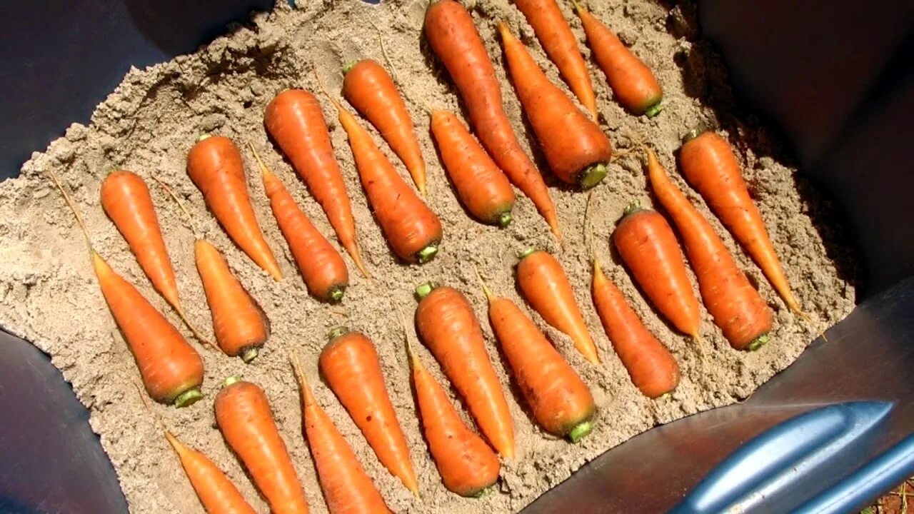 Как сделать морковку на зиму