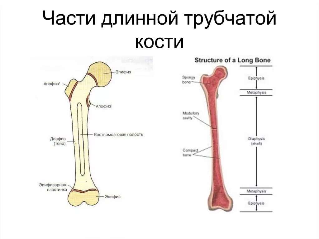 Эпифиз метафиз бедренной кости. Трубчатая кость диафиз и эпифиз. Отделы длинной трубчатой кости схема. Строение кости диафиз эпифиз.