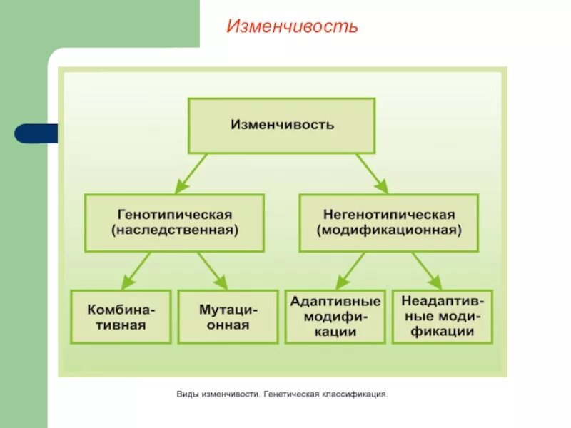 Изменчивость. Изменчивость классификация форм изменчивости. Наследственная изменчивость у растений. Направленность изменчивости. Случайная изменчивость виды