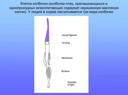 Пигмент колбочек