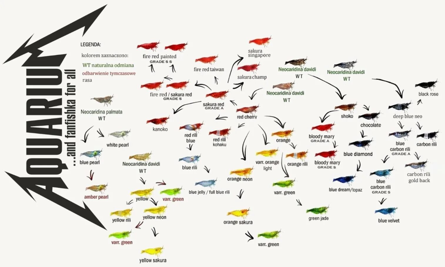 Таблица классификация аквариумных креветок. Селекция креветок неокардин. Схема скрещивания креветок. Неокардины креветки классификация.
