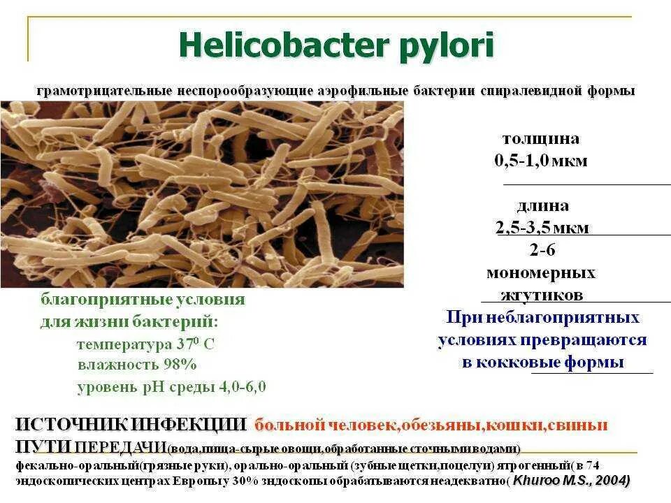 Как можно заразиться хеликобактер. Жгутики хеликобактер пилори. Хеликобактер пилори форма. Хеликобактер пилори грамм положительные. Хеликобактер пилори +1 что это.