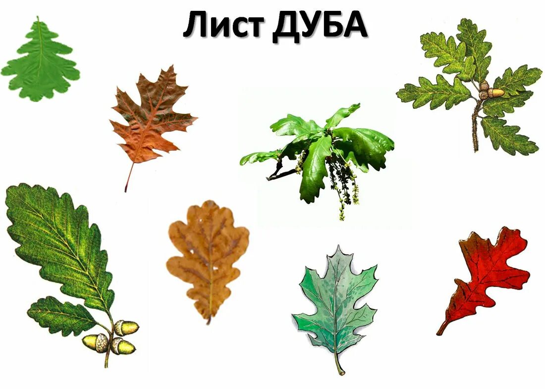 Лист дуба. Листья похожие на дубовые. Листья разных деревьев. Листья разных видов дуба.