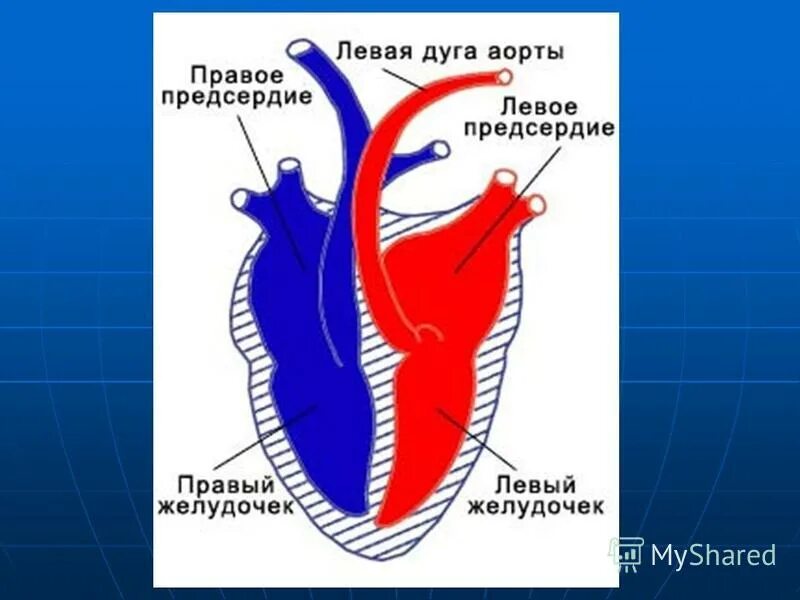 Схема строение кровеносной системы у животных. Строение сердцат млекопит. Сердце млекопитающих состоит из двух и желудочков. Схема строения сердца млекопитающего и отходящие от него сосуды. Строение сердца млекопитающих рисунок.