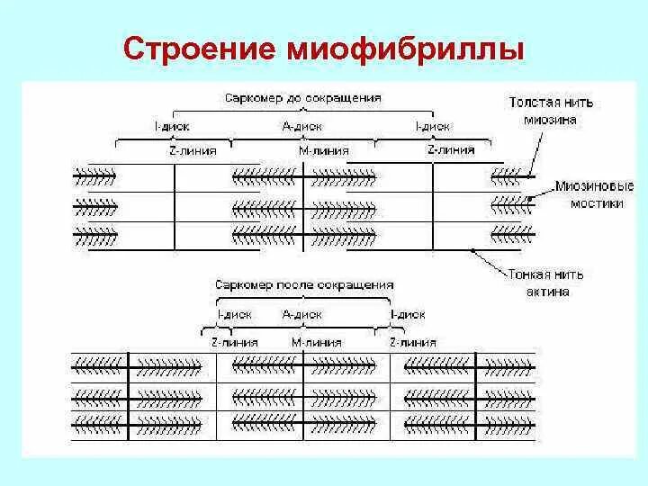 Сократительной единицей миофибриллы является. Структура миофибриллы физиология. структурные элементы миофибриллы. структура строения миофибрилл. электронно микроскопические структуры миофибриллы.