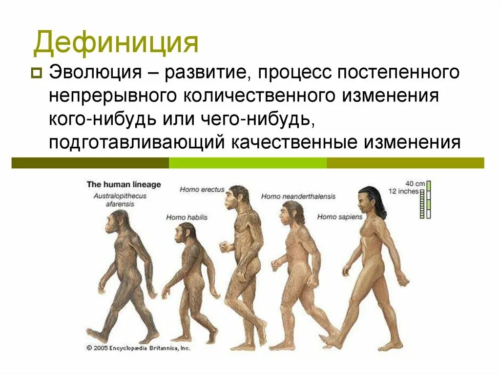 Дефиниция это. Эволюция. Эволюция развития. Возникновение в процессе эволюции. Процесс историко эволюционного становления человека как