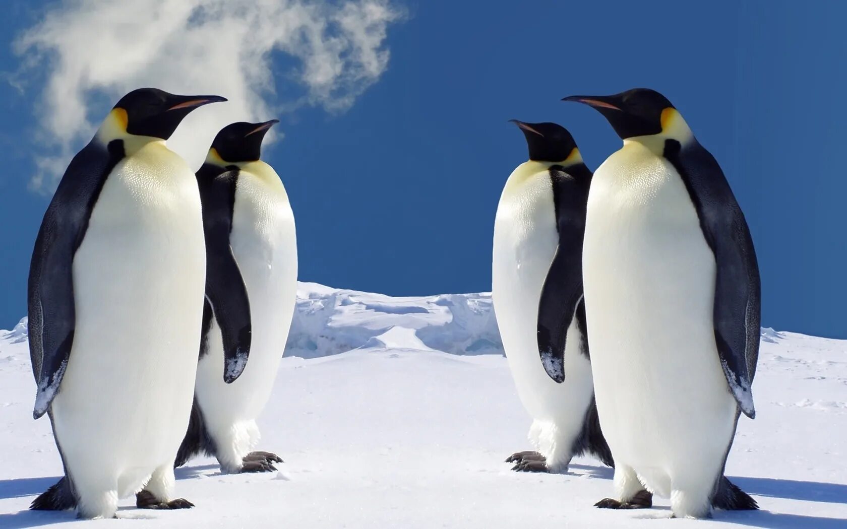 Животные Антарктиды Императорский Пингвин. Императорский Пингвин в Антарктиде. Королевский Пингвин в Антарктиде. Императорский Пингвин Aptenodytes forsteri. Emperor penguin