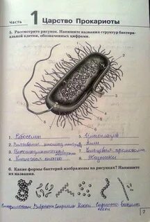 Напишите названия клеток