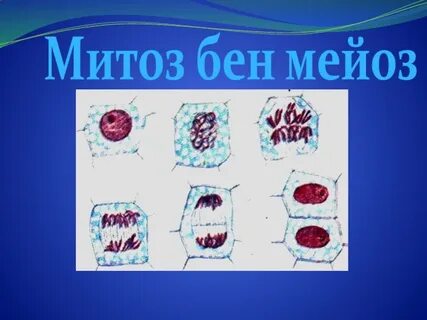 Митоз оның фазалары