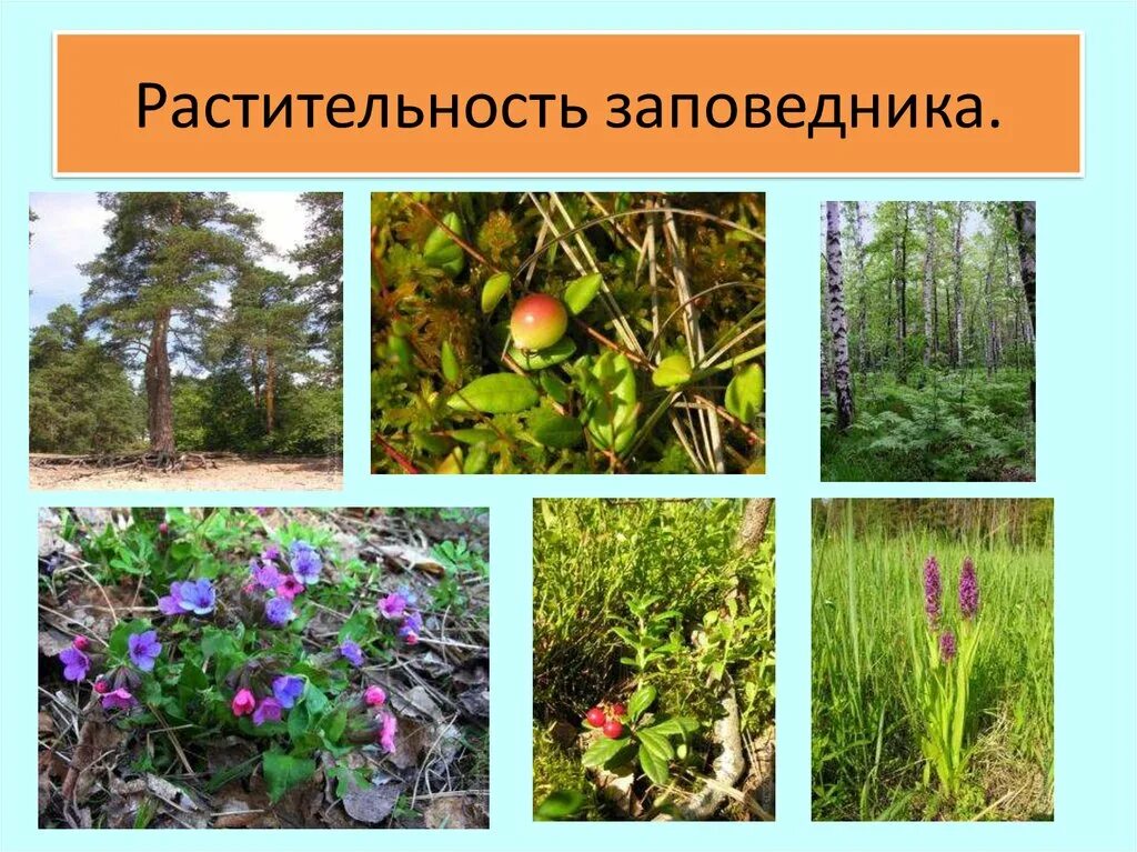 Проект разнообразие природы родного края краснодарский край. Разнообразие природы. проект растительный мир. природа родного края растительность. разнообразие природного края.