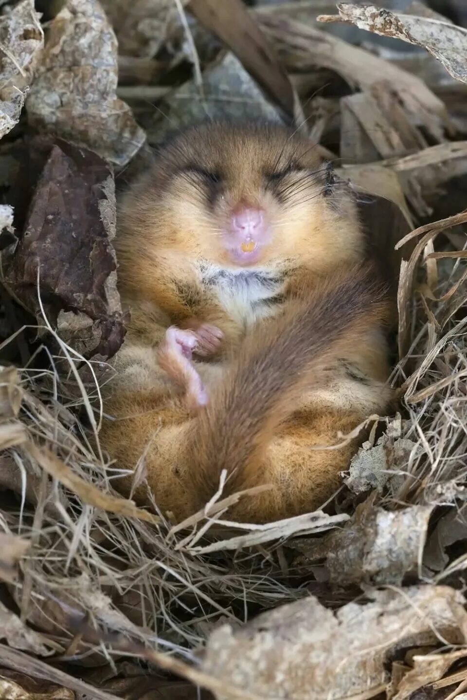 Спячка животных. Суслик спячка. Спячка сусликов. Суслик спячка. Летняя спячка у грызунов.
