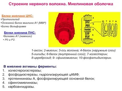 Как восстановить миелиновую оболочку