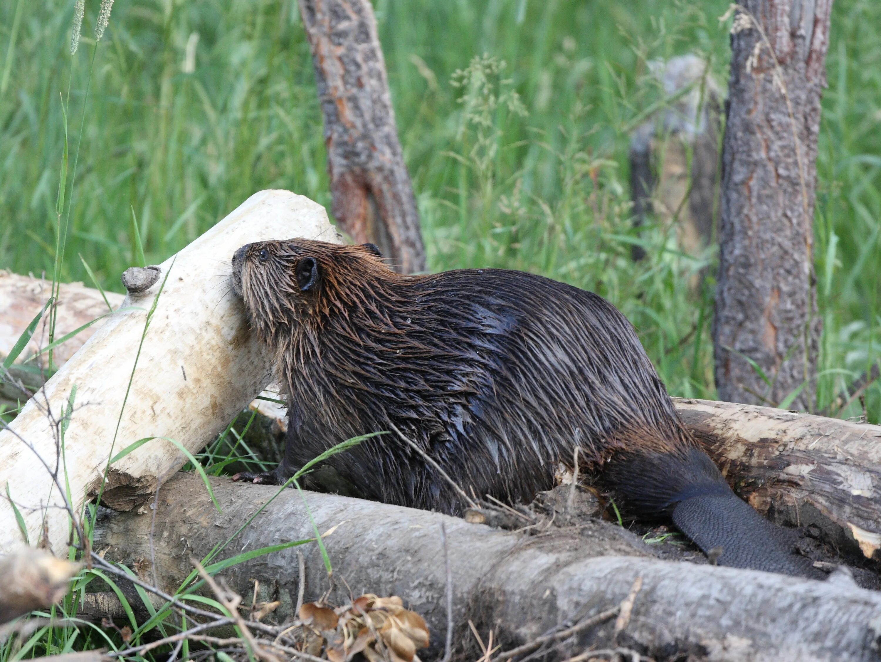 Обыкновенный бобр. Бобры строят плотину. Бобр строит плотины. Бобр канадский хатка плотина. Вуд-баффало плотина.