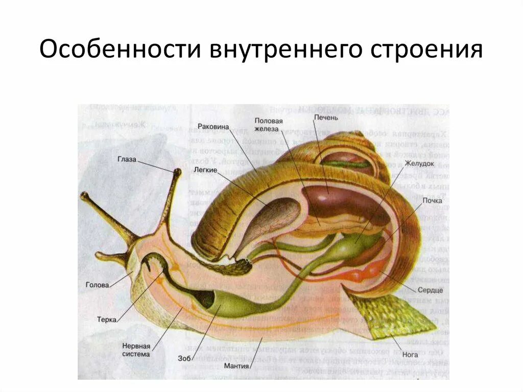 Строение класса брюхоногие. Строение брюхоногого моллюска внутреннее строение. строение брюхоногого моллюска 7 класс. брюхоногие моллюски строение. строение брюхоногих моллюсков егэ.