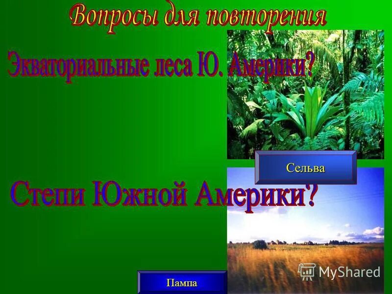 Пампа природная зона южной америки. Природные зоны Южной Америки Сельва. Пампа и Сельва. Пампа Южной Америки и Сельва. Сельва пампа Льянос.