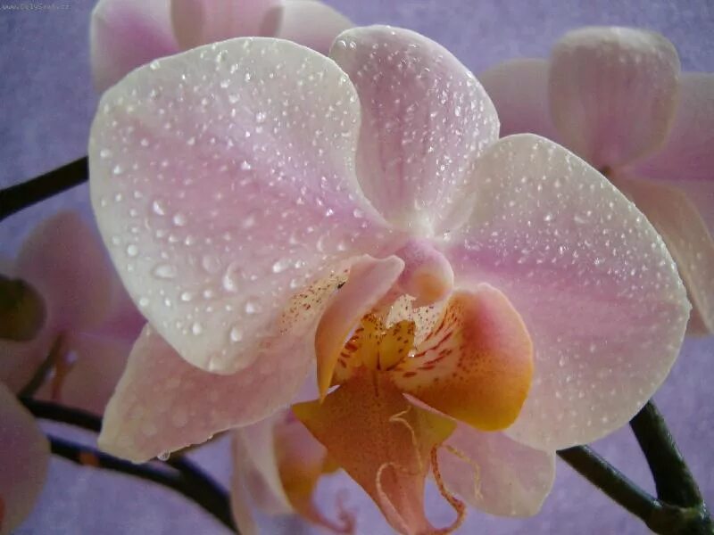 Peach Orchid in Hawaiian Garden Stock Image - Image of gardening, garden: 965993