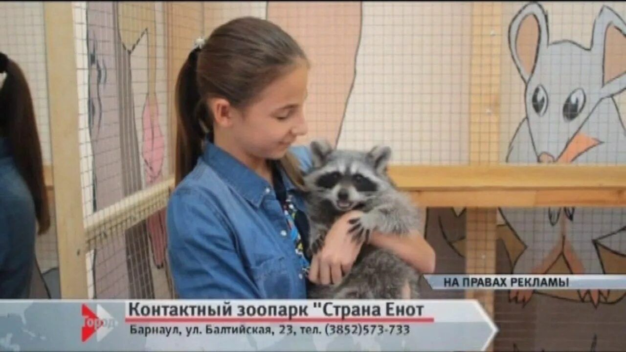 Внуково контактный зоопарк. Контактный зоопарк енотия. енотия контактный зоопарк красноярск. страна енотия. панамский контактный зоопарк.