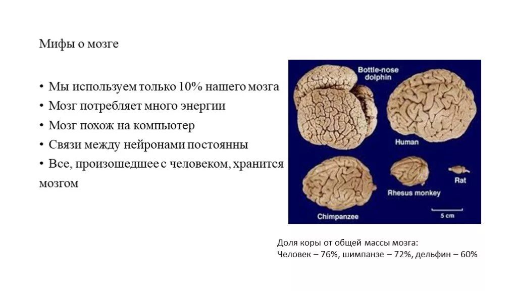 Мозг изучен на процентов. Энергопотребление мозга человека. Потребление энергии мозгом человека. Сколько энергии потребляет мозг человека. Сколько энергии потребляет мозг человека в процентах.