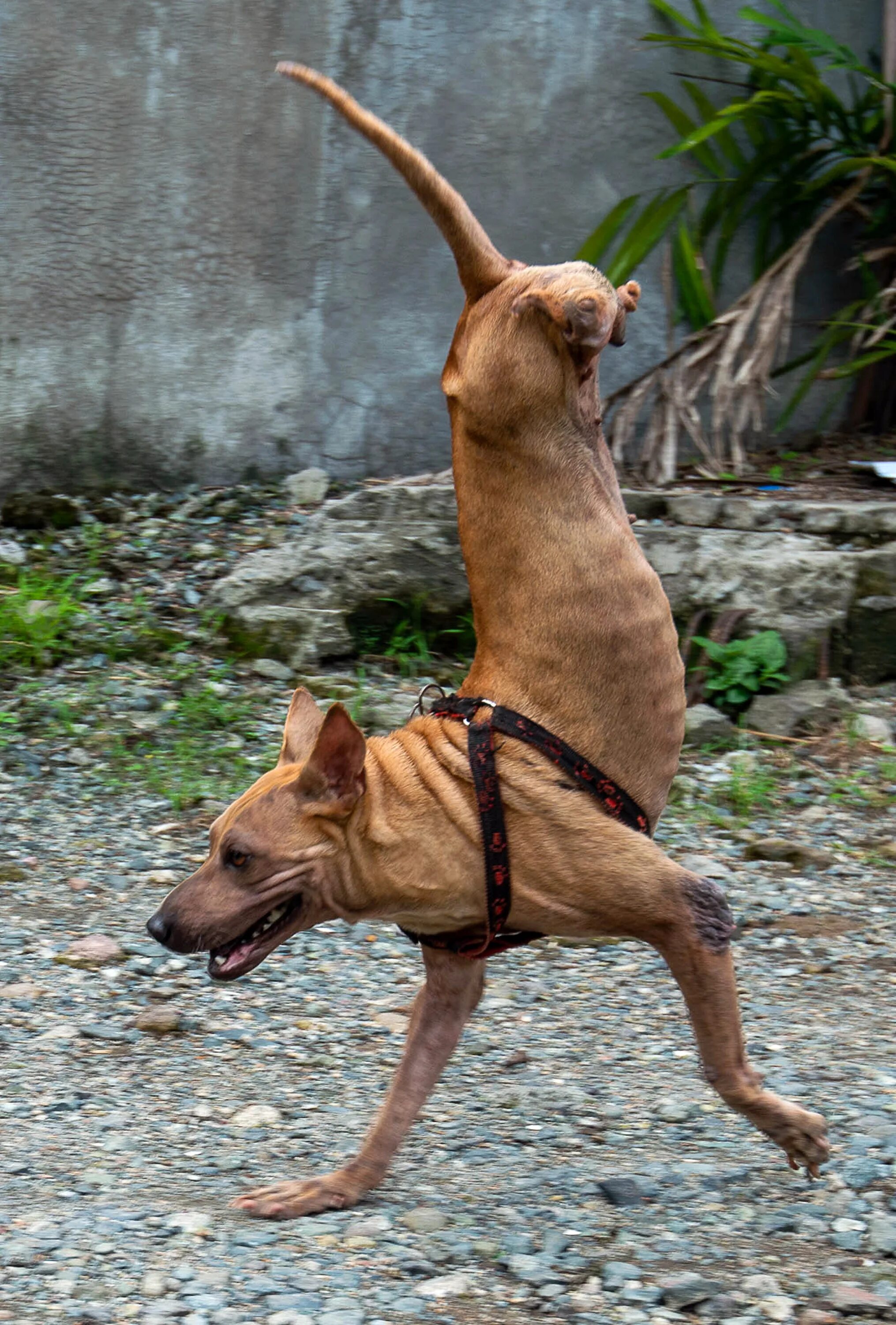 Собака на двух лапах. Собака без передних ног. Собака на передних лапах.