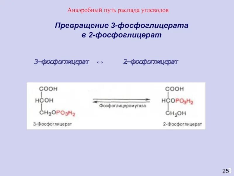 Анаэробный распад. Реакция образования 3 фосфоглицерата. Превращение 2-фосфоглицерата в 2-фосфоенолпируват катализирует. Образование 2-3 фосфоглицерата. 3 Фосфоглицерат в 2 фосфоглицерат.