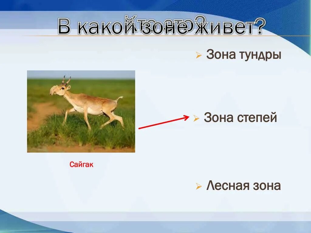 Где живет сайгак природная зона. Сайгатв какой природной зоне. Сайгак природная зона. Животные зоны степей Сайгак. Сайгак живет в тундре.