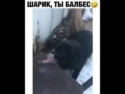 Шарик ты кого привел