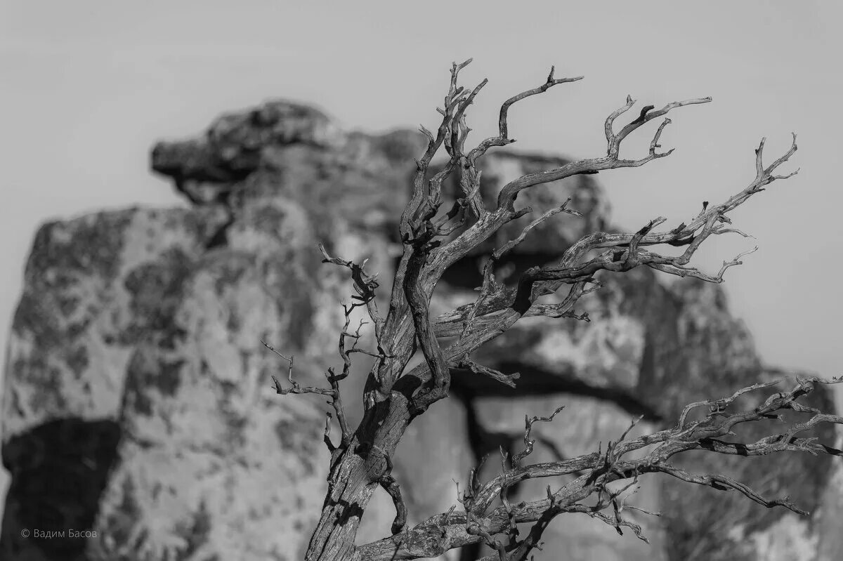 аномальное растение тернистый путь. пьяный лес шилово. пьяный лес в рязанской области. аномальное растение тернистый путь. аномальное растение тернистый путь.