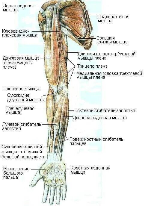 Анатомия мышц рук человека. Мышцы верхней конечности анатомия строение. Мышцы свободной верхней конечности анатомия строение. Мышцы верхней конечности вид спереди. Мышцы верхних конечностей анатомия атлас.