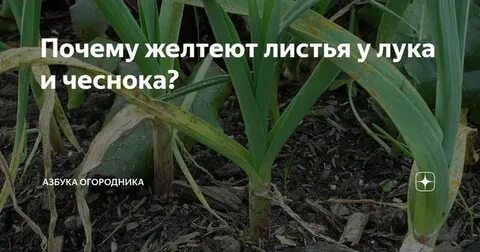 Желтеют листья чеснока кончики листьев