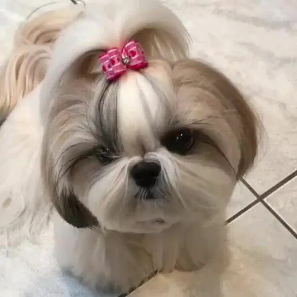 Корейская стрижка шицу. Ши тцу корейская стрижка. Ши тцу белый. Стрижки ши тцу девочки. Стрижки ши тцу девочки.