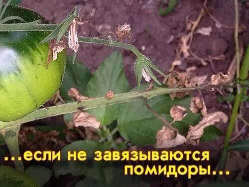 Почему не дозревают помидоры у плодоножки. Не завязываются помидоры. завязь помидор. помидоры завязываются. средство для завязи томатов.