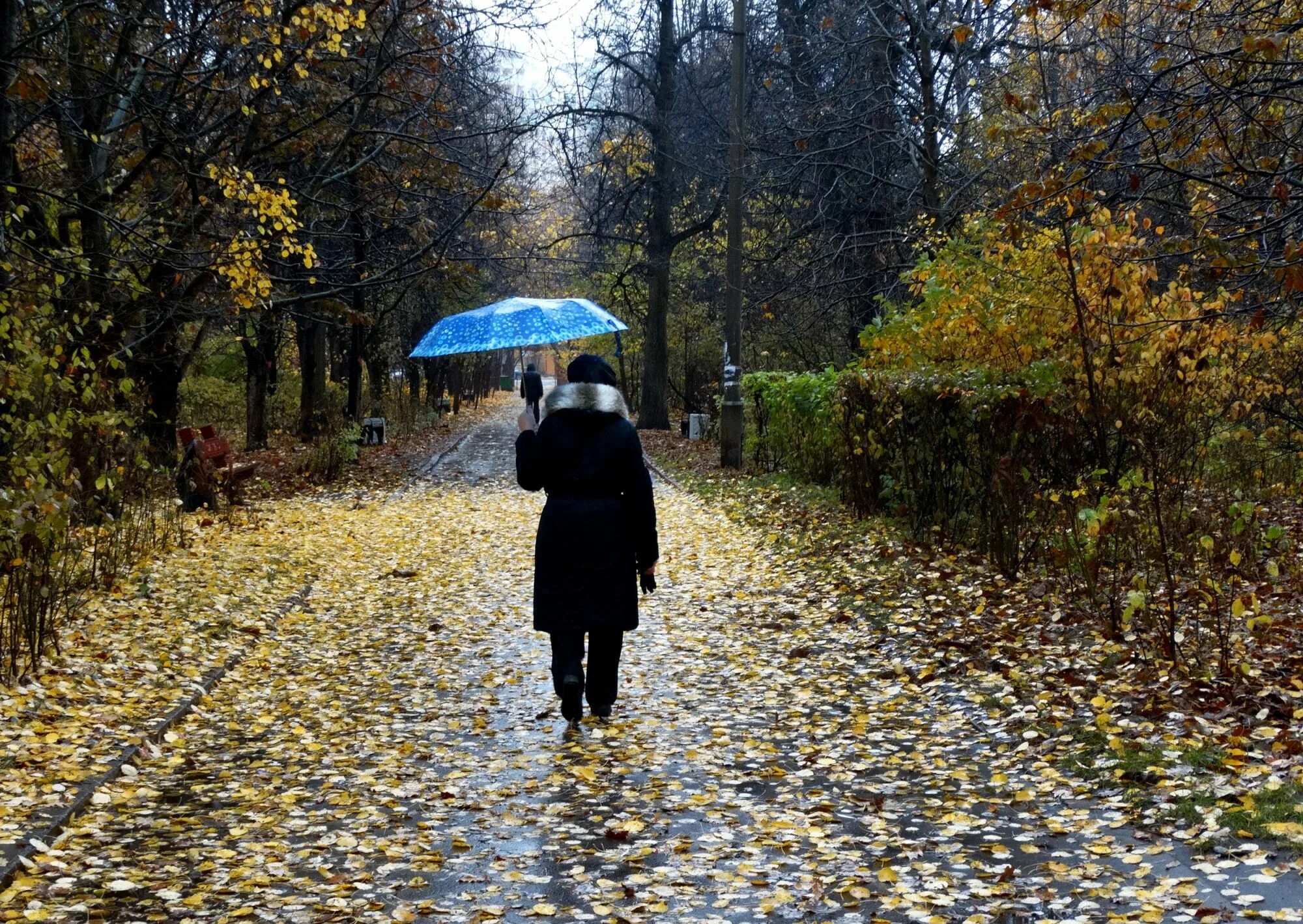 Дождливая осень в Москве. Осенью плохо. Плохая погода осенью. Погода осенью картинки. Погоду про погоду погода плохая погода