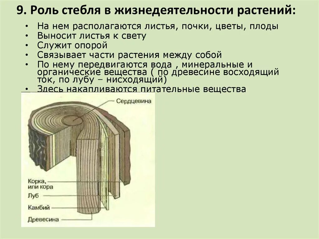 Восходящий и нисходящий ток. Стебель служит. Стебли в жизни человека. Роль стебля в жизни человека. Древесина восходящий ток.