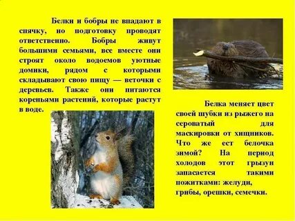Белка впадает в спячку зимой или нет