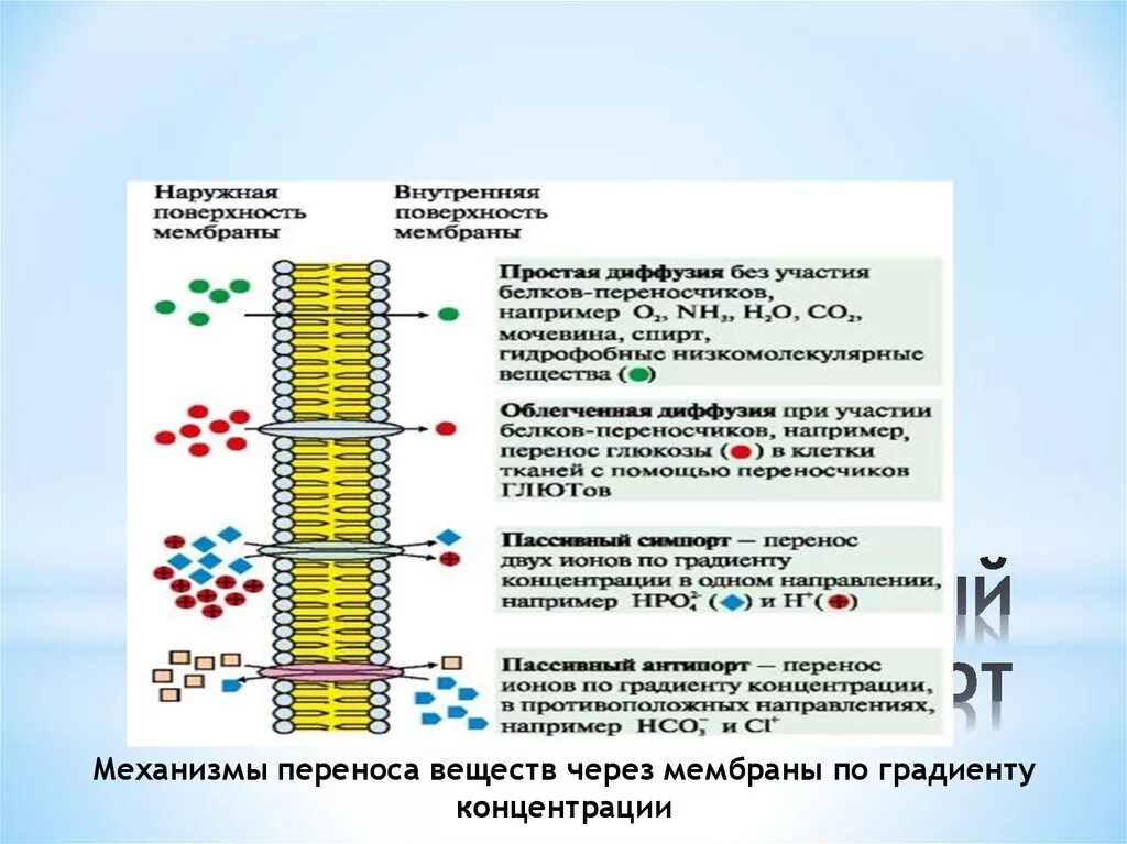 Движение ионов по градиенту. Механизмы переноса веществ через мембраны по градиенту концентрации. перенос веществ через мембрану по градиенту концентрации.. транспорт по градиенту концентрации. транспорт веществ по градиенту концентрации.