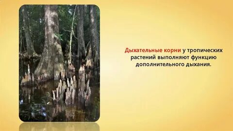 Дыхание корня