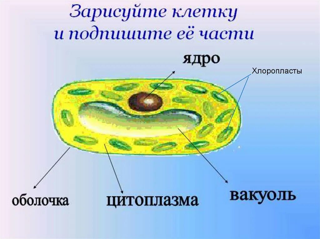 Есть ли цитоплазма у животных. Ядро мембрана и цитоплазма главные части клетки. оболочка ядро цитоплазма главные части клеток. клетка ядро цитоплазма. зарисуйте клетку подпишите ее основание части.