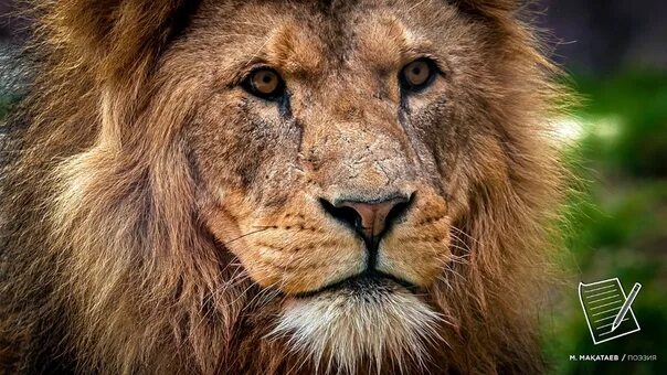 Pin on Animals Most beautiful animals, Animals beautiful, African lion
