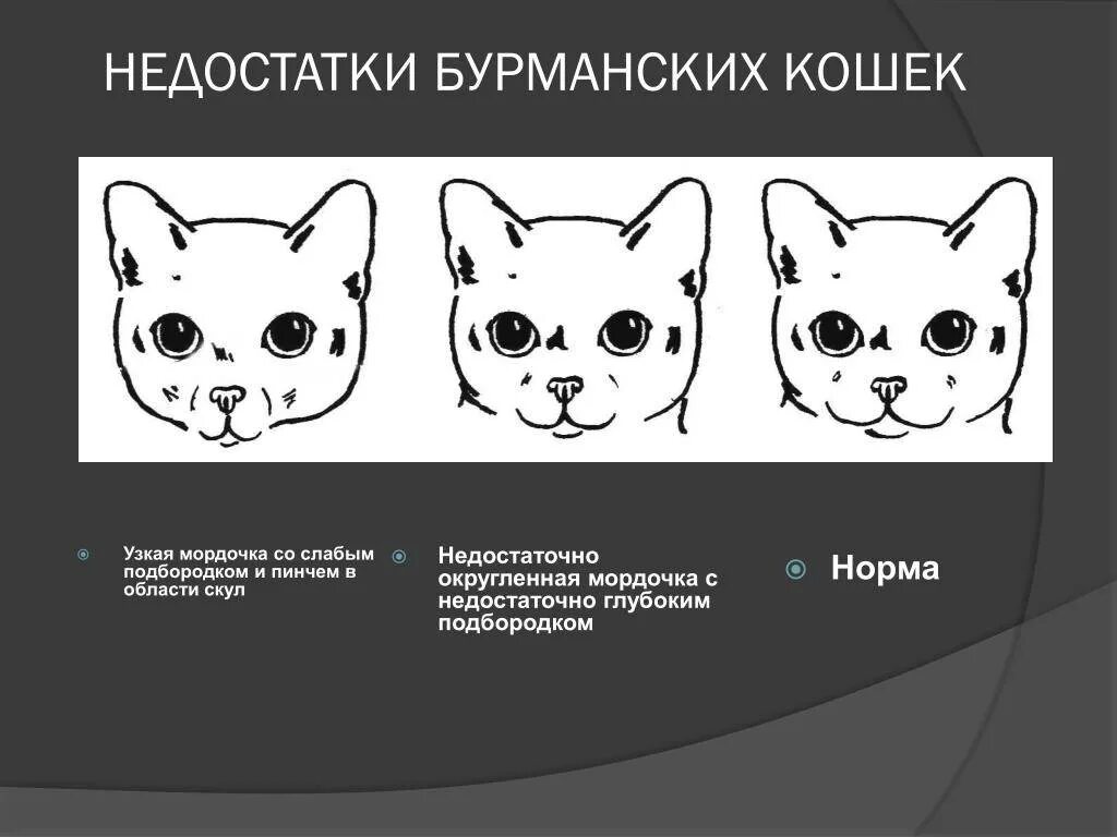 Отличия кота от кошки по мордочке. Отличить кота от кошки по морде. Отличие морды кота от кошки. Как по мордочке определить кот или кошка.