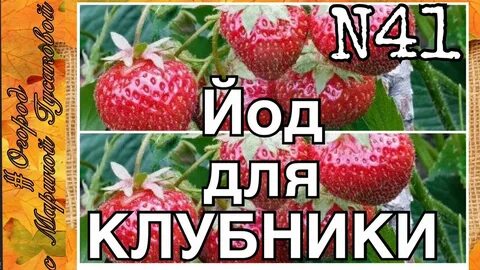 Йод для клубники