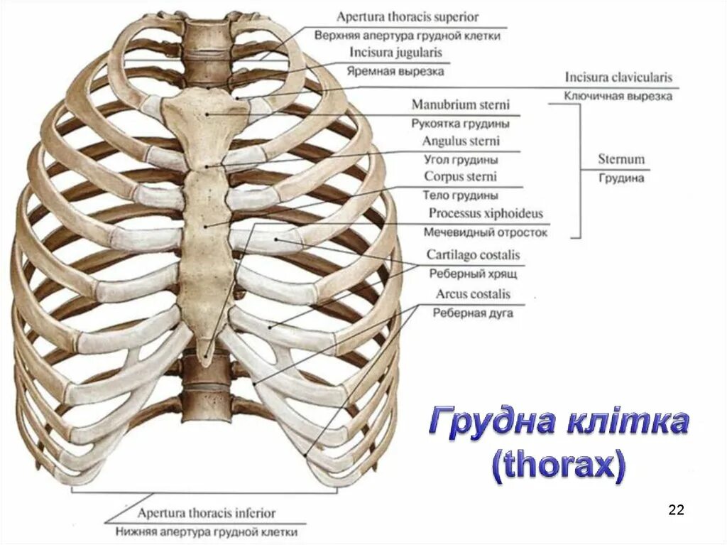 Апертура грудной клетки. Строение грудной клетки вид спереди. верхняя апертура грудной клетки на латинском. строение грудной клетки на латыни и русском. грудная клетка строение анатомия латынь.