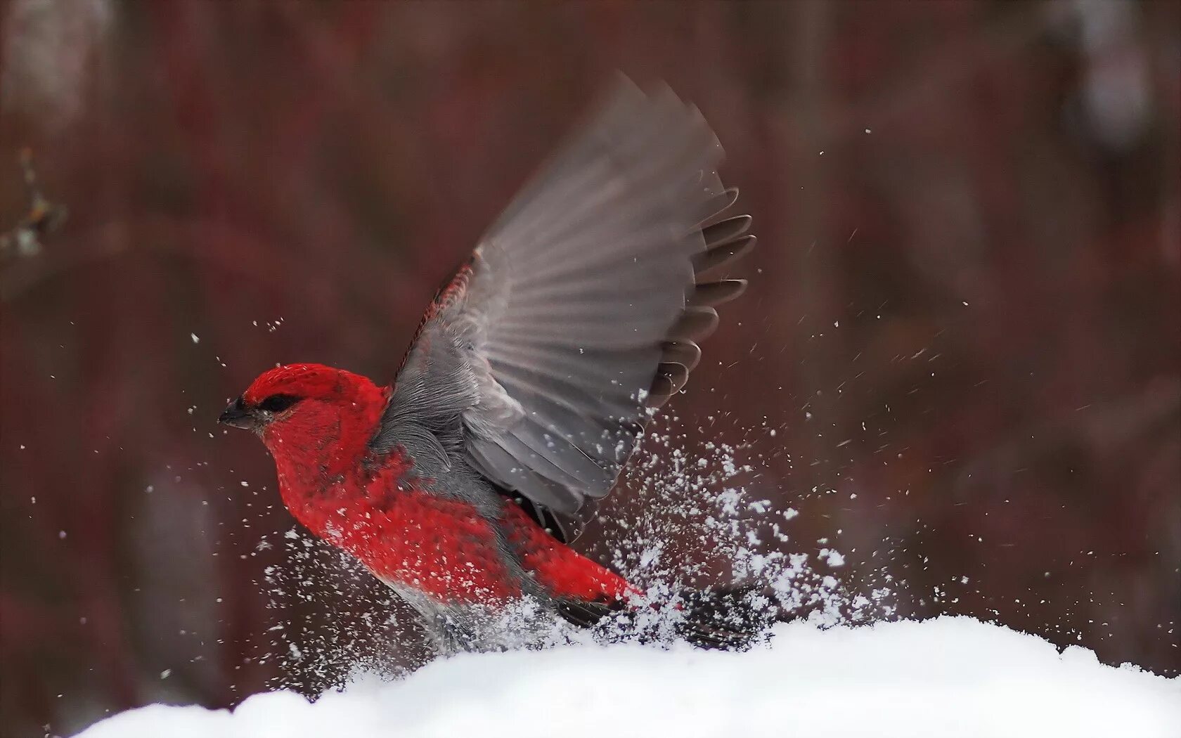 Природа снег птица. Снегири. Птицы зимой. Птицы на снегу. Снегири зимой.